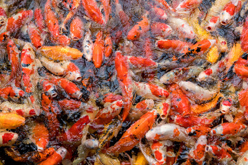 Koi fish with beautiful color. Colorful koi or carp fish swimming. Carp fish in the water pool. carp fish pond background.