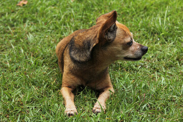 Small Chihuahua Dog outdoors on green lawn