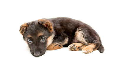 Beautiful one puppy German shepherd. Cute, funny dogs on a white background isolated.