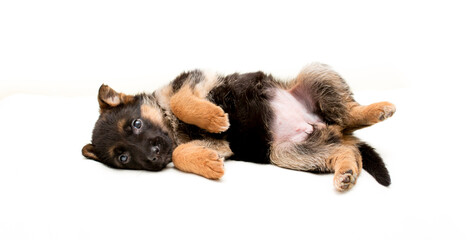 Beautiful one puppy German shepherd. Cute, funny dogs on a white background isolated.