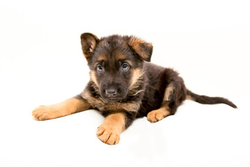 Beautiful one puppy German shepherd. Cute, funny dogs on a white background isolated.