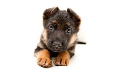 Beautiful one puppy German shepherd. Cute, funny dogs on a white background isolated.