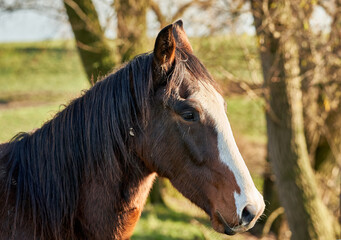 Obraz premium caballo en el establo