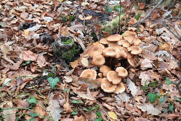 Mushrooms and fallen leaves in the autumn forest