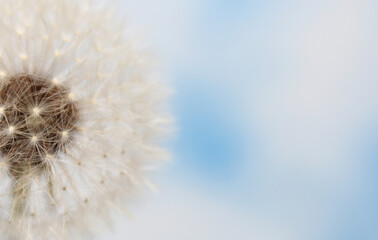 Dandelion Flower Seed Head With Blue Sky Background