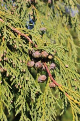 green fern in the forest