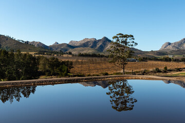 Peaceful farm scene with tree reflection in a dam, mountains and a clear blue sky