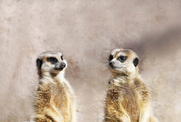 Closeup shot of two meerkats on a wall background