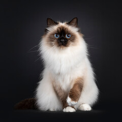 Naklejka na ściany i meble Beautiful seal point Sacred Birman cat, sitting up facing front with one paw playful in air. Looking towards camera with blue eyes. Isolated on a black background.