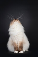 Beautiful seal point Sacred Birman cat, laying down facing front. Looking up not showing face. Isolated on a black background.