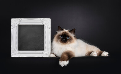 Beautiful seal point Sacred Birman cat, laying down beside with blackboard filled picture frame. Looking towards camera with blue eyes. Isolated on a black background.