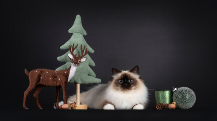Beautiful seal point Sacred Birman cat, laying down inbetween green en brown Christmas decorations. Looking towards camera with blue eyes. Isolated on a black background.