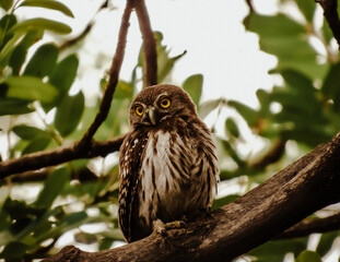 Close up of a cute brown owl standing on a tree branch with green leaves and light sky