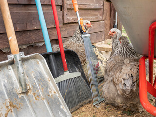 Three chickens hides behind shovels and brooms. Farm birds walks on yard near chicken coop. - Powered by Adobe