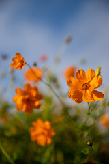 beautiful garden with orange flowers, field flower, natural texture, blue sky in the background
