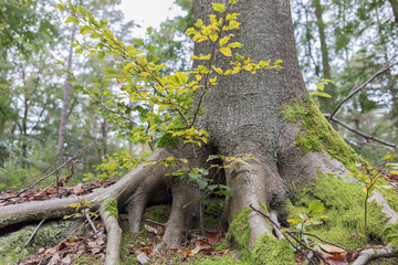 beech_offspring