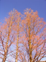 少なくなった黄葉の枯れ葉をつける初冬のメタセコイアと青空