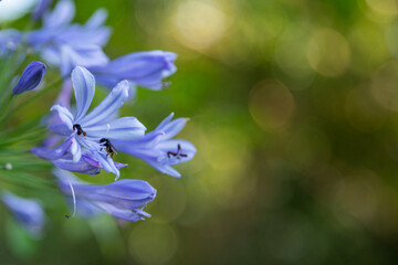 Fototapeta na wymiar black bees pollinating blue flower, macro photo