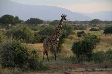 Kenia Travel