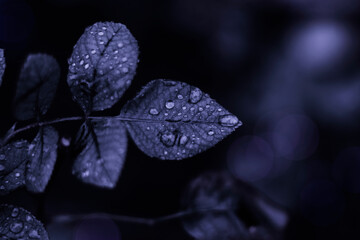Raindrops on the leaf. Nature background. Color of the year very peri