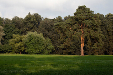 Lonely pine tree in the sun