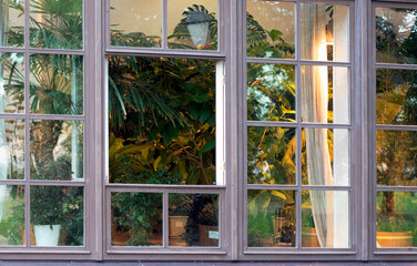 green plants outside the window