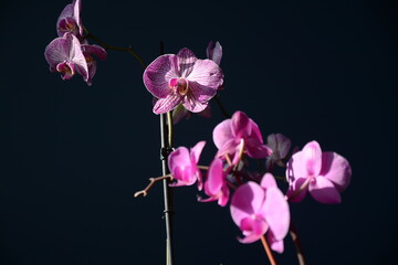 Fioletowe orchidee na czarnym tle w świetle słońca