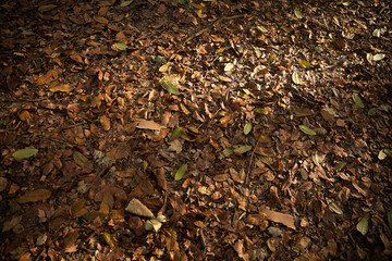 Fallen autumn leaves on brown forest soil background.