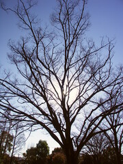 逆光の冬の欅のシルエット