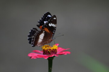 The butterfly perches on the leaf and sucks the flower