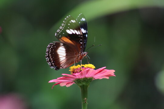 The butterfly perches on the leaf and sucks the flower