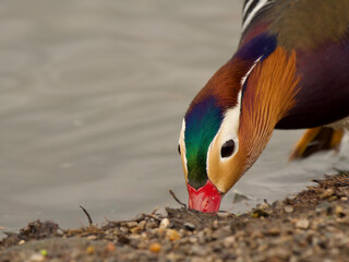 mandarin male