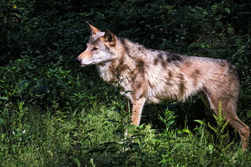 Fototapeta premium Europäischer Wolf ( Canis lupus ).