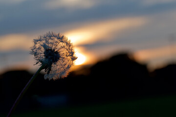 dandelion in the sunset