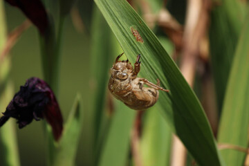 Cicada Insect Shell in Garden after Shedding