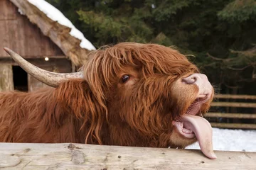 Foto op Plexiglas Schotse hooglander Schotland koe met open mond en tong uit close-up. Schotse hooglandkoeien portret