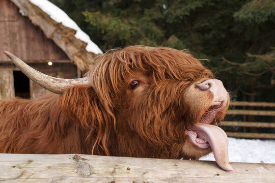 Highland Cow Photo With Tongue Out. Color Cow Photo. 