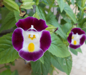Close-up shot of beautiful purple and white flower fresh in the garden called Wishbone flower