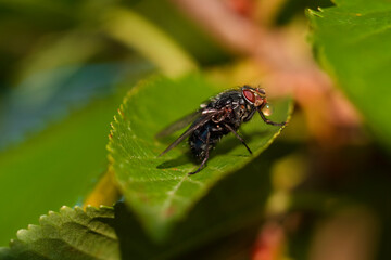 A fly