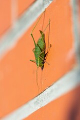 A portrait of a green speckled bush cricket or leptophyes punctatissima grashopper sitting on a red brick wall in the sun light. The insect has long feelers on its head and is quite large.