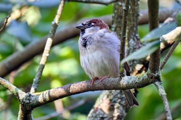 Haussperling ( Passer domesticus ) – auch Spatz oder Hausspatz.