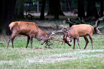 Zwei konkurrierende Rothirsche ( Cervus elaphus ). © Michael