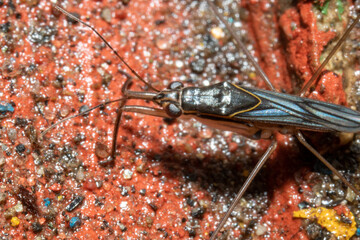 long feet bug on top of a orange colored rock