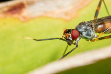 stilt-legged Fly on top of a yellow leaf