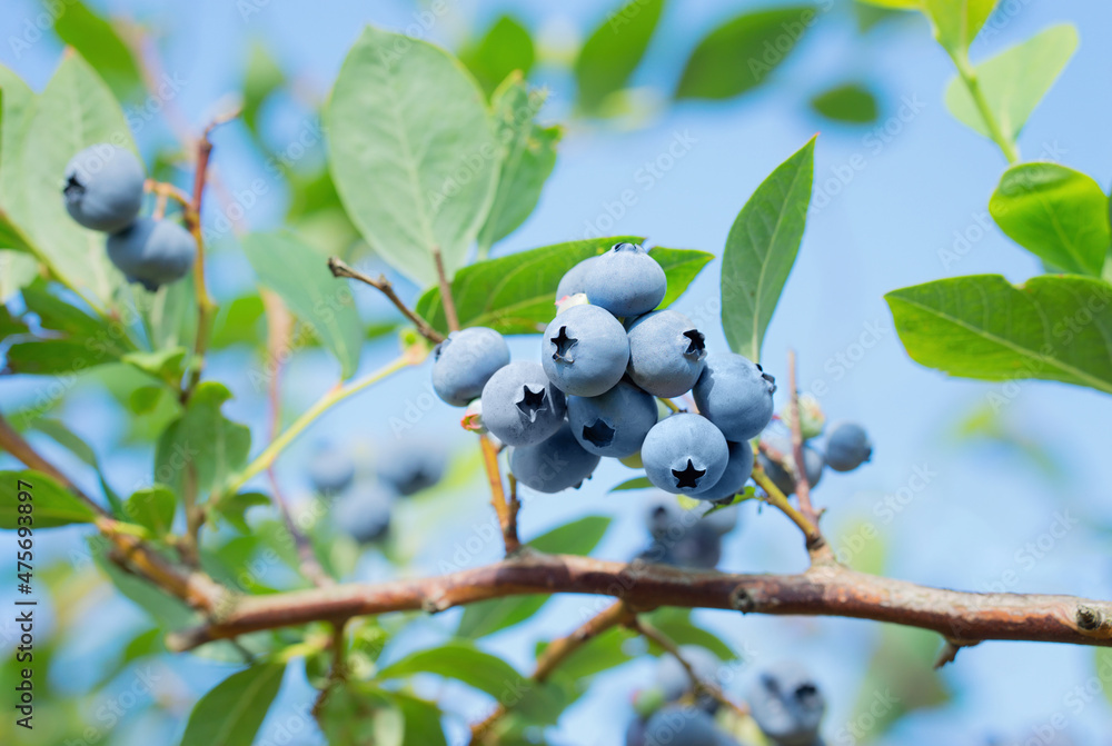 Poster Cluster of ripe blueberries on a branch