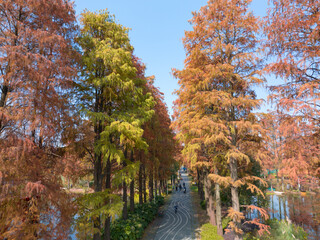 Obraz premium Autumn scenery in Wuhan Botanical Garden, Hubei, China