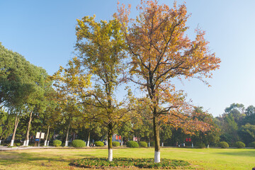 Obraz premium Autumn scenery in Wuhan Botanical Garden, Hubei, China