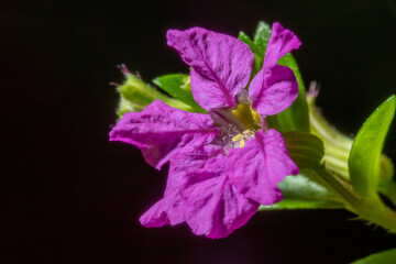 purple flower macro view