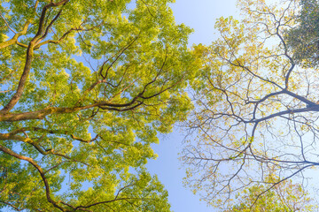 Obraz premium Autumn scenery in Wuhan Botanical Garden, Hubei, China