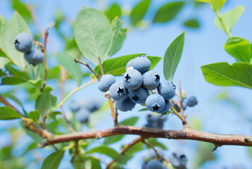 Cluster of ripe blueberries on a branch